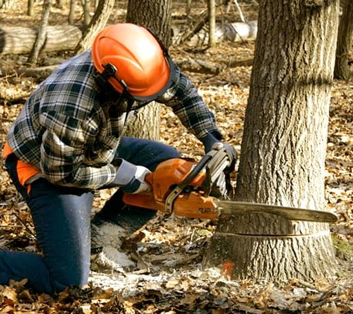Tree Removal in New River, VA